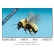 Bumblebee habits and habitats